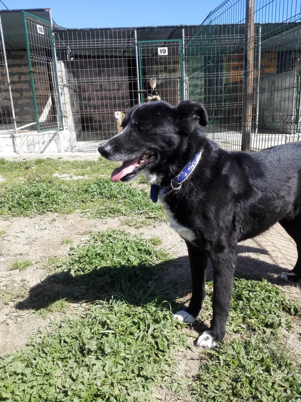Tulipa, senior Mixed Breed for adoption at Animais do Cantinho (Évora)