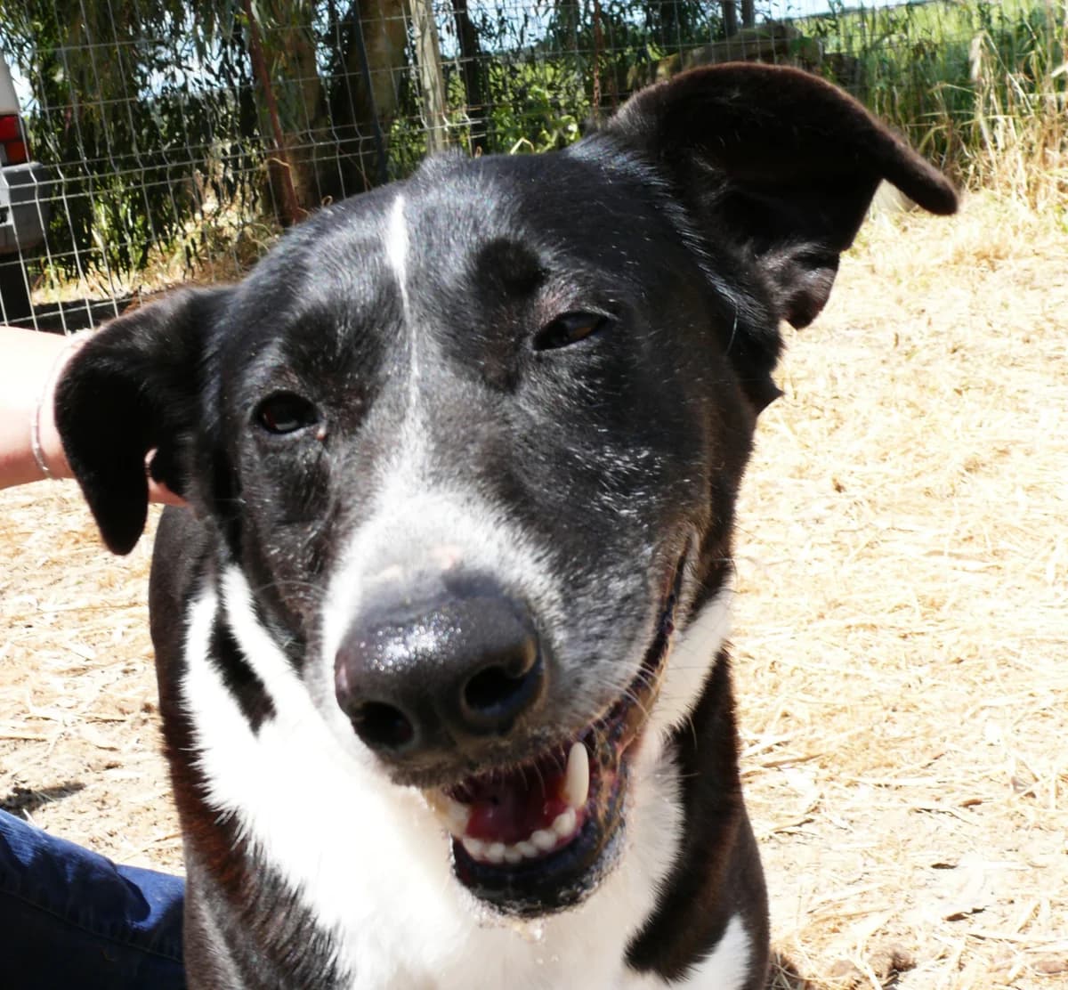 Turbo - faleceu, senior Mixed Breed for adoption at Animais do Cantinho (Évora)