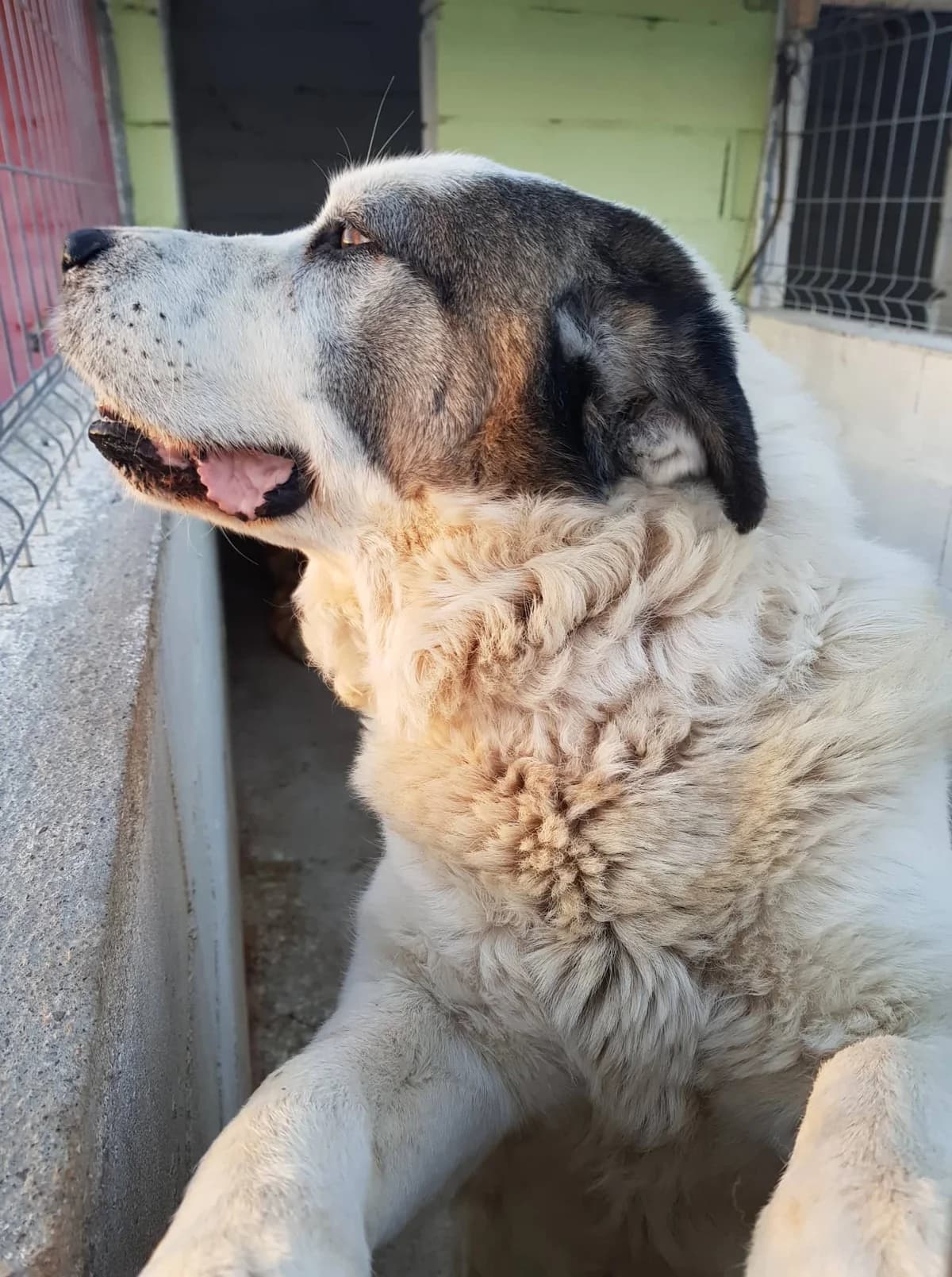 Zorbi, 7yo Mixed Breed for adoption at Animais do Cantinho (Évora)