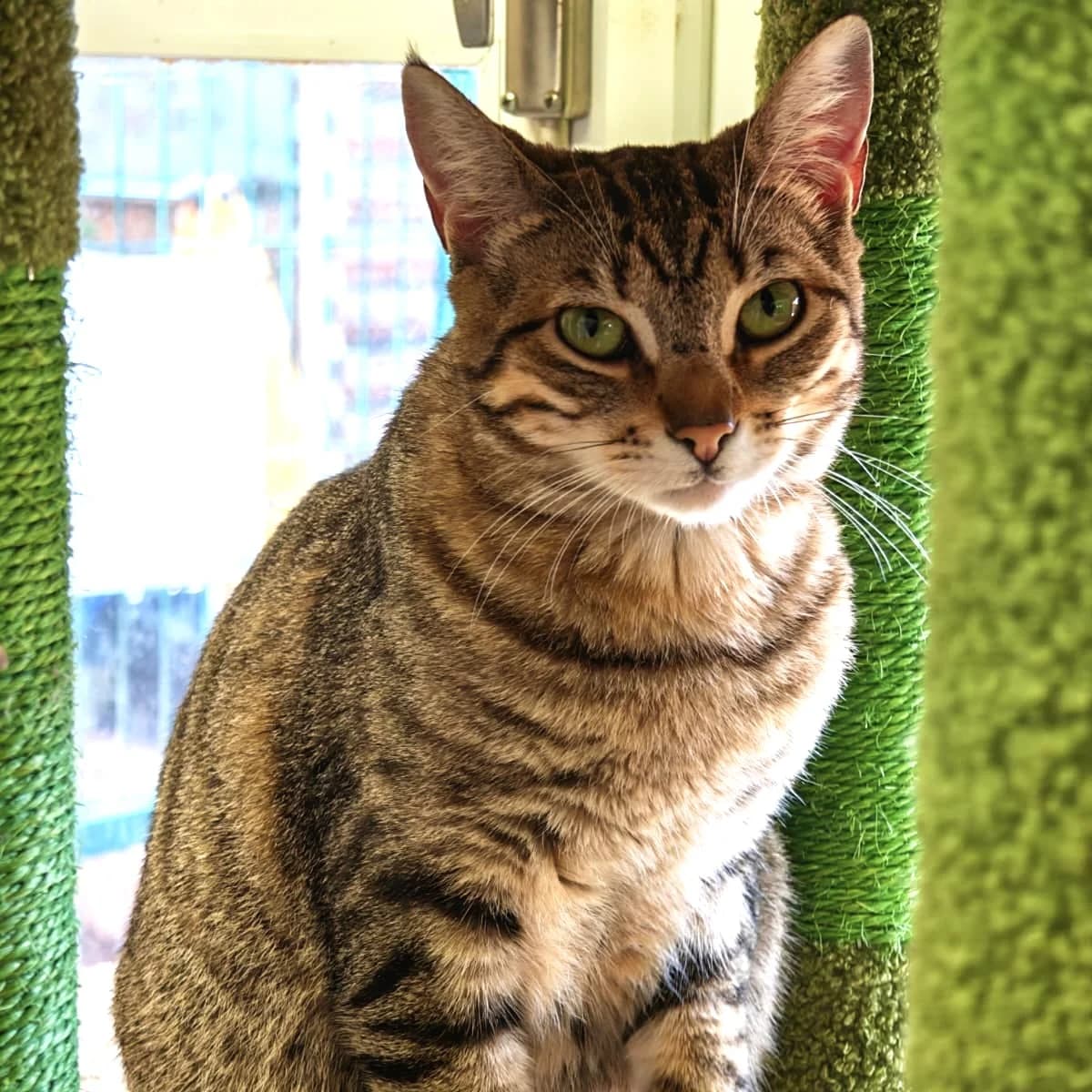 Carambola, female Mixed Breed for adoption at Animal Rescue Algarve, Faro