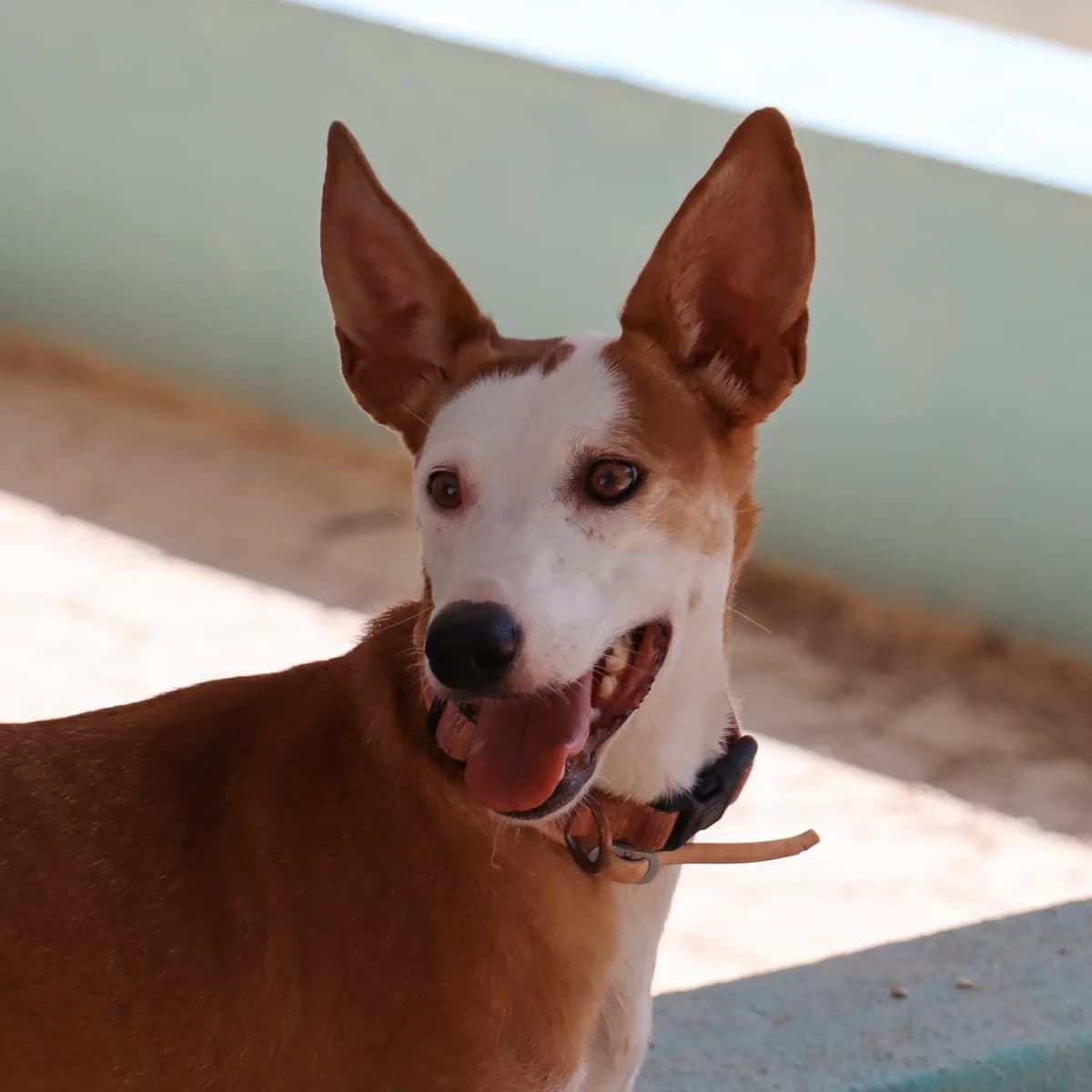 Aloha, female Mixed Breed for adoption at Animal Rescue Algarve, Faro