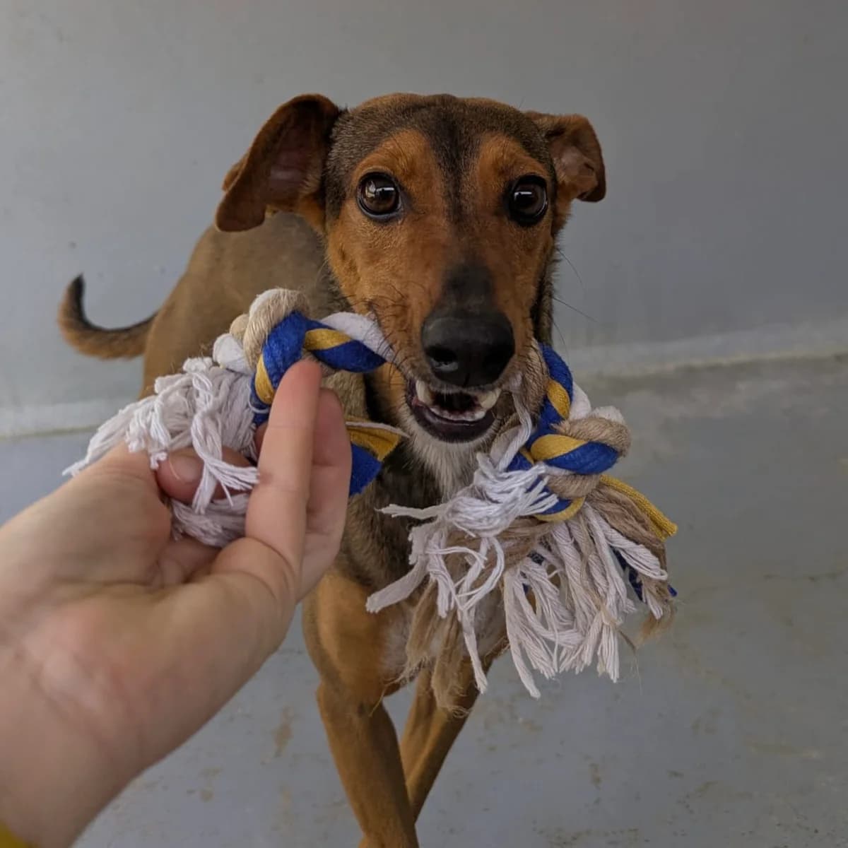 Banjo, male Mixed Breed for adoption at Animal Rescue Algarve, Faro