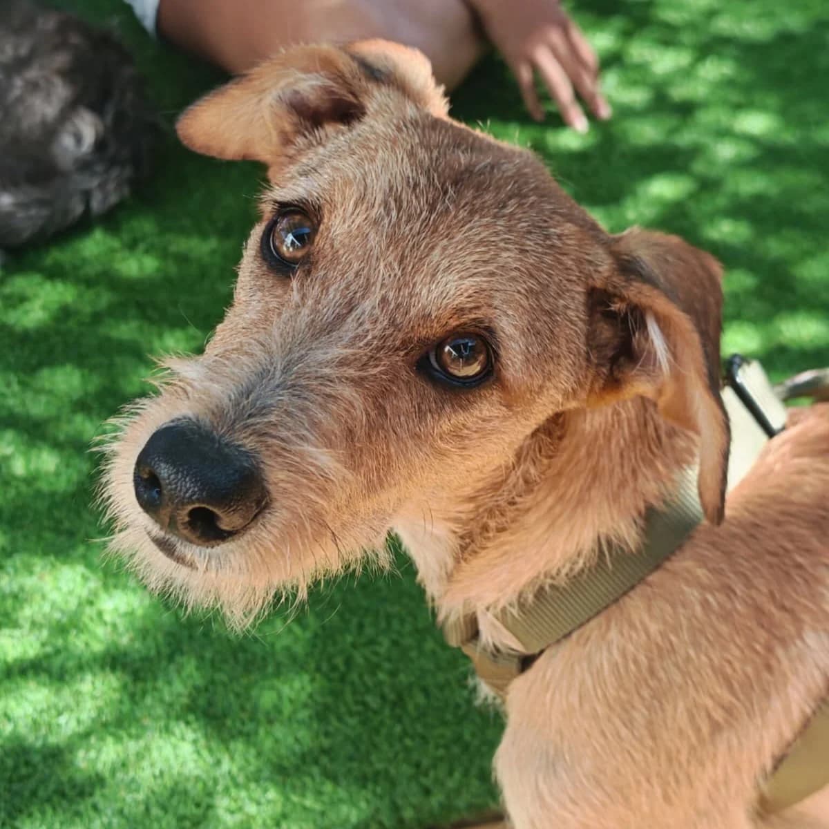 Batota, male puppy Mixed Breed for adoption at Animal Rescue Algarve, Faro