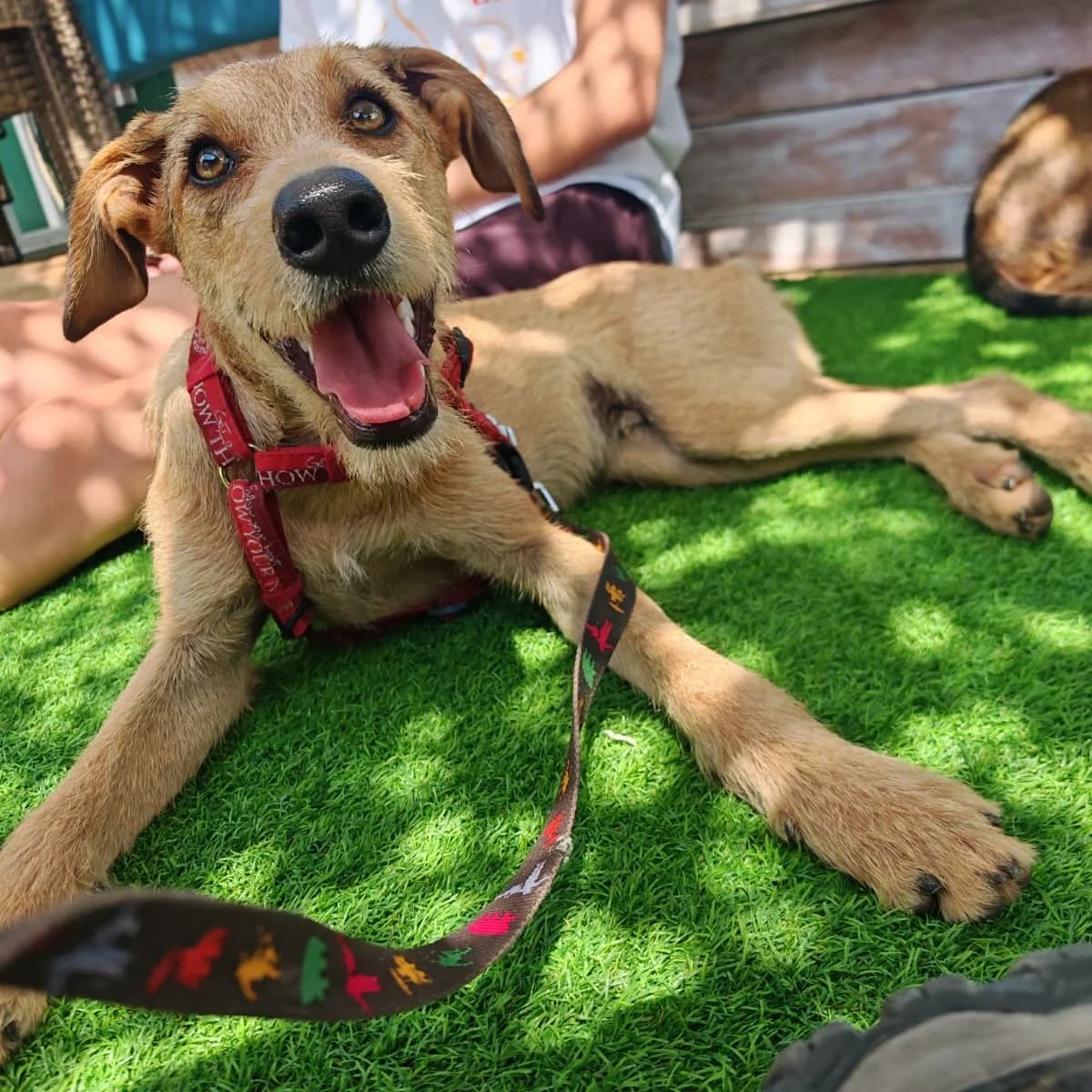 Batota, male puppy Mixed Breed for adoption at Animal Rescue Algarve, Faro
