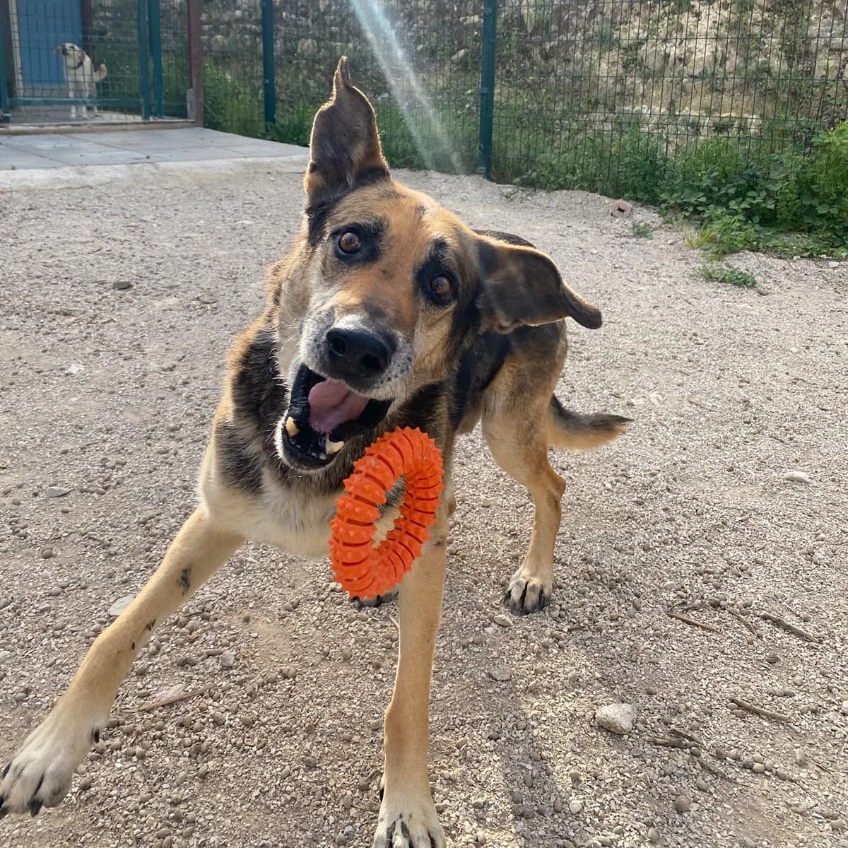 Benfica Bobby, male Mixed Breed for adoption at Animal Rescue Algarve, Faro