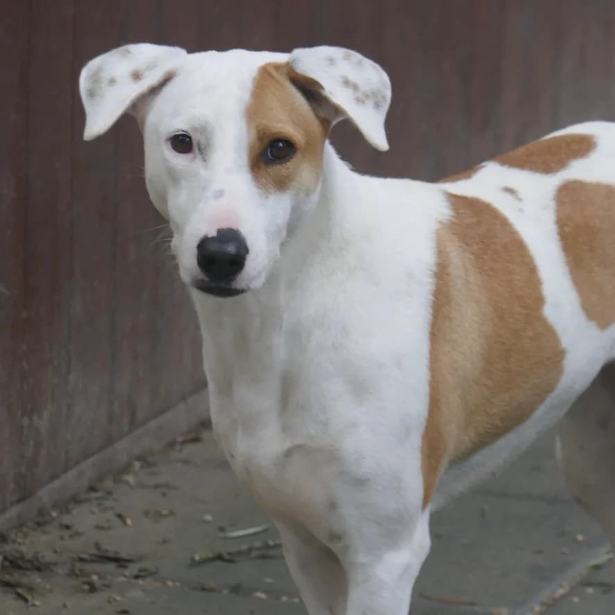 Billa, female Mixed Breed for adoption at Animal Rescue Algarve, Faro