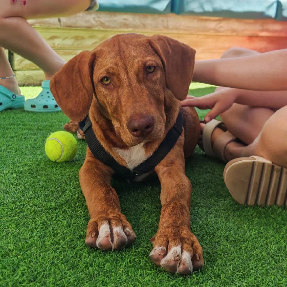 Bluff, male puppy Mixed Breed for adoption at Animal Rescue Algarve, Faro