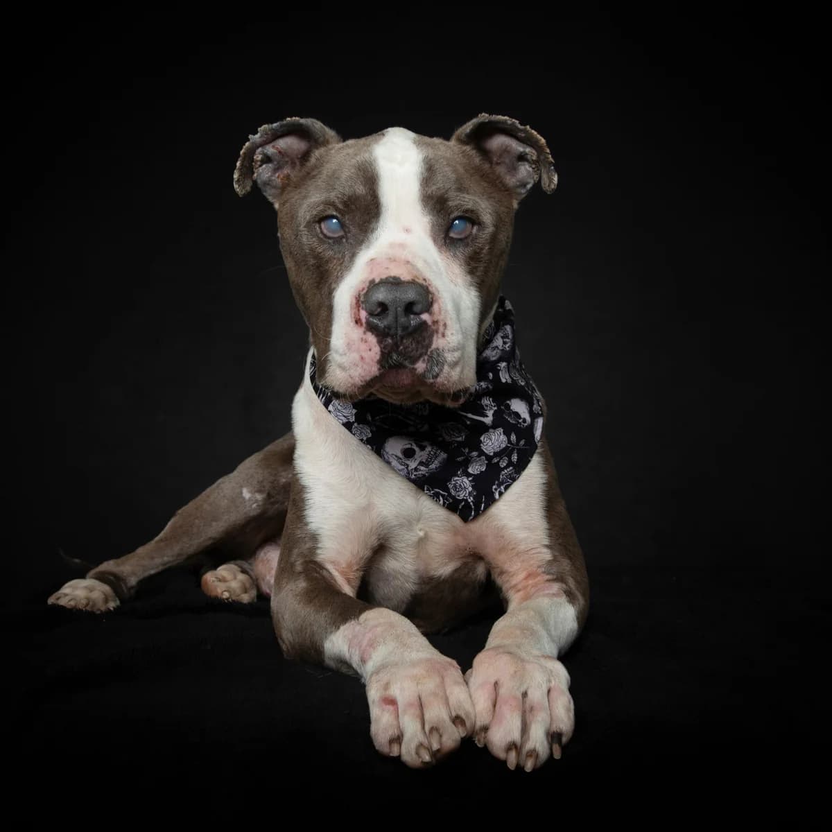 Carimbo, male Mixed Breed for adoption at Animal Rescue Algarve, Faro