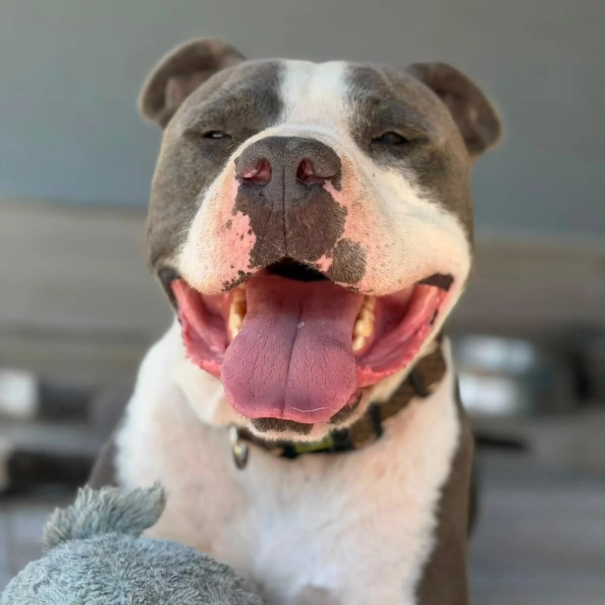Carimbo, male Mixed Breed for adoption at Animal Rescue Algarve, Faro