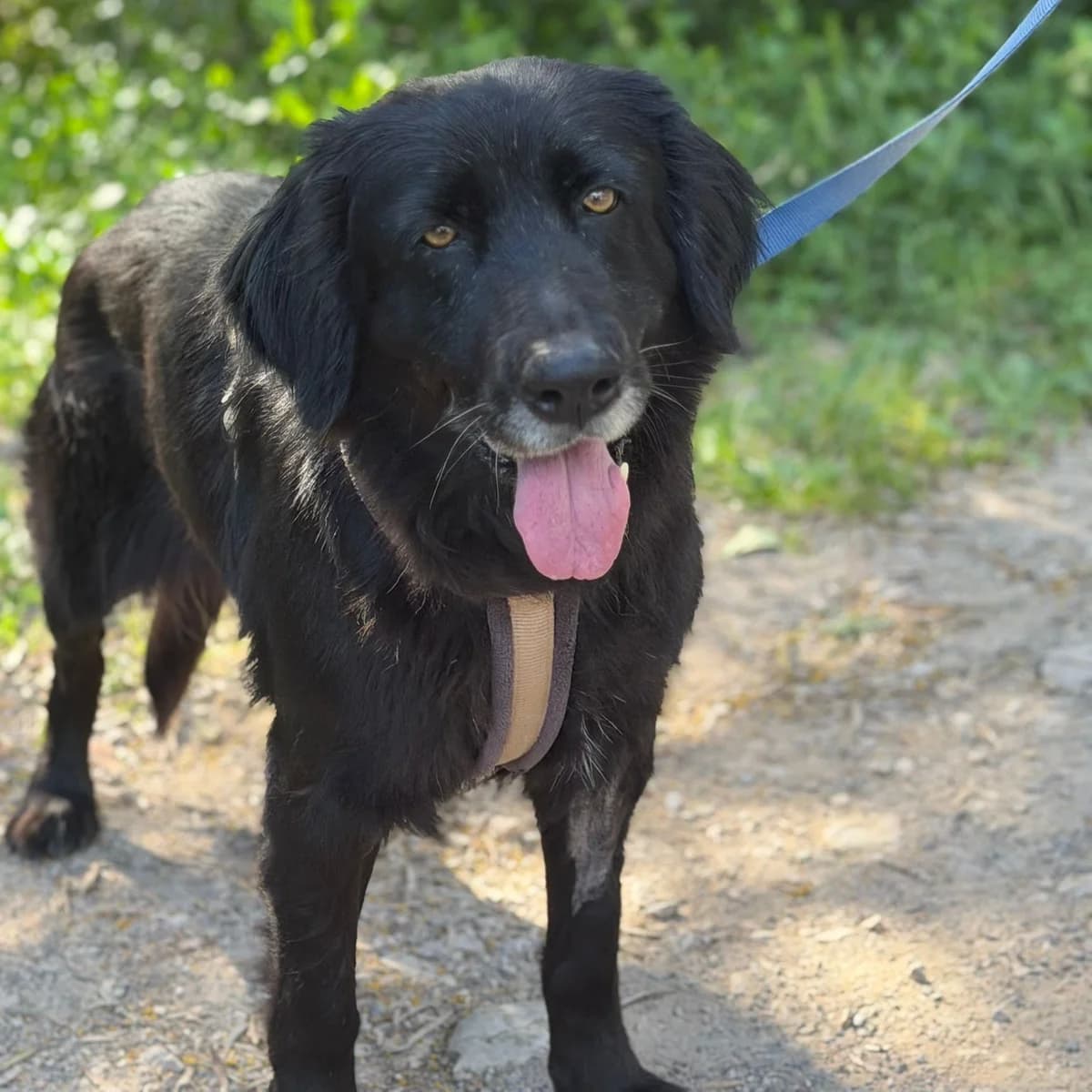 Clo, female Mixed Breed for adoption at Animal Rescue Algarve, Faro