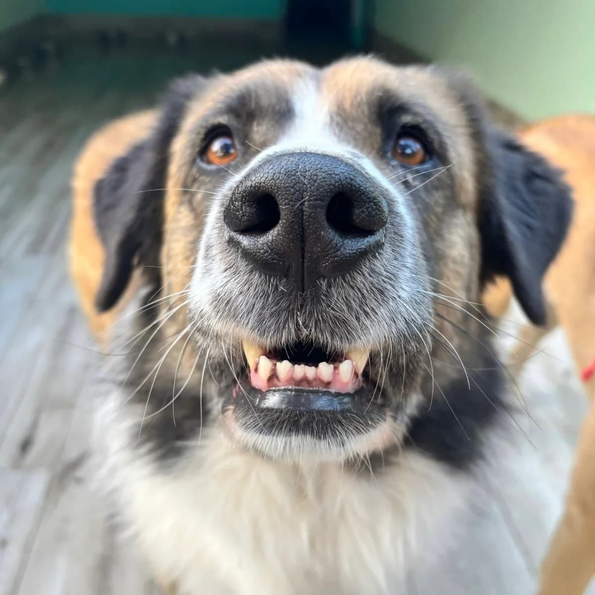 Cole, male Mixed Breed for adoption at Animal Rescue Algarve, Faro