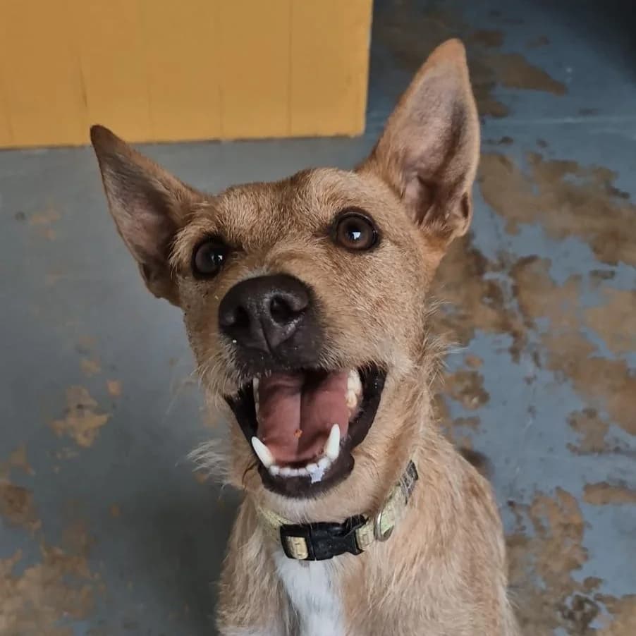 Diogo, male Mixed Breed for adoption at Animal Rescue Algarve, Faro