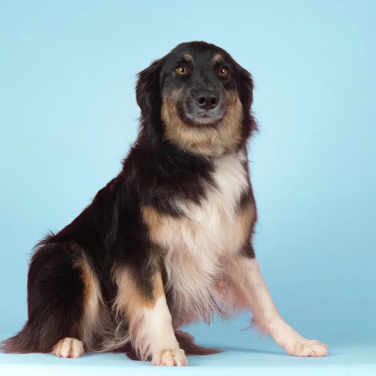 Dizzie, female Mixed Breed for adoption at Animal Rescue Algarve, Faro