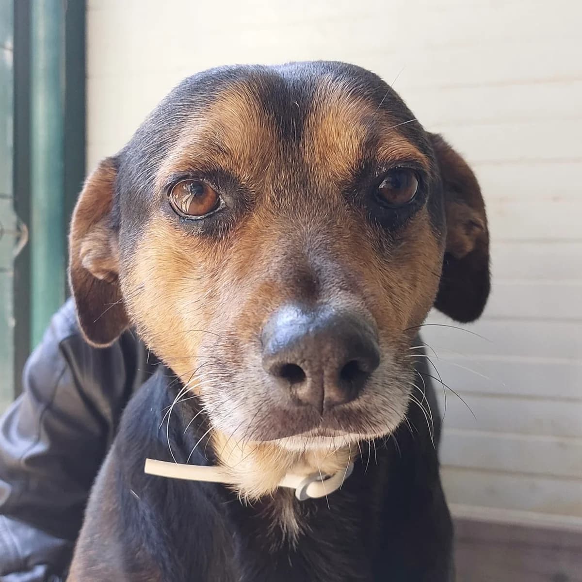 Fadista, male senior Mixed Breed for adoption at Animal Rescue Algarve, Faro