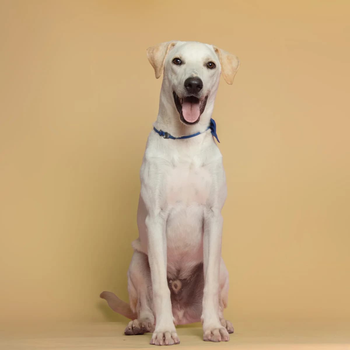 Farfalle, male Mixed Breed for adoption at Animal Rescue Algarve, Faro