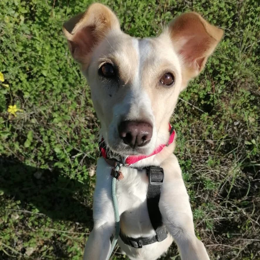Guia, female Mixed Breed for adoption at Animal Rescue Algarve, Faro