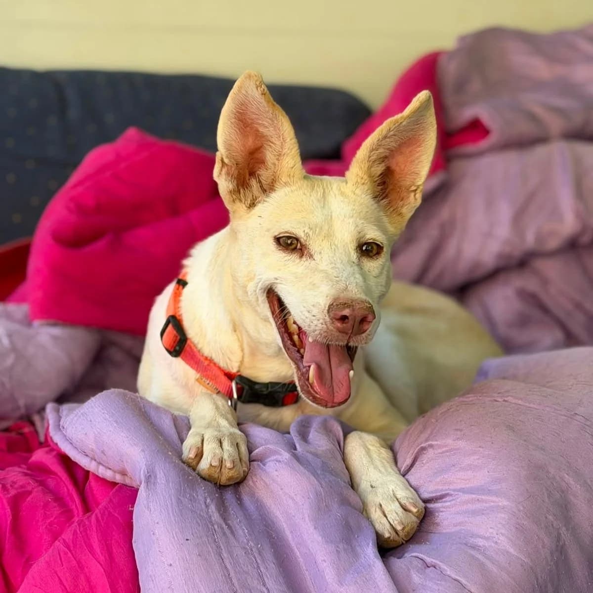 Havaiana, female Mixed Breed for adoption at Animal Rescue Algarve, Faro