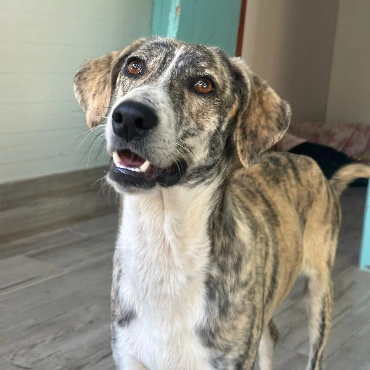 Jackson, male Mixed Breed for adoption at Animal Rescue Algarve, Faro