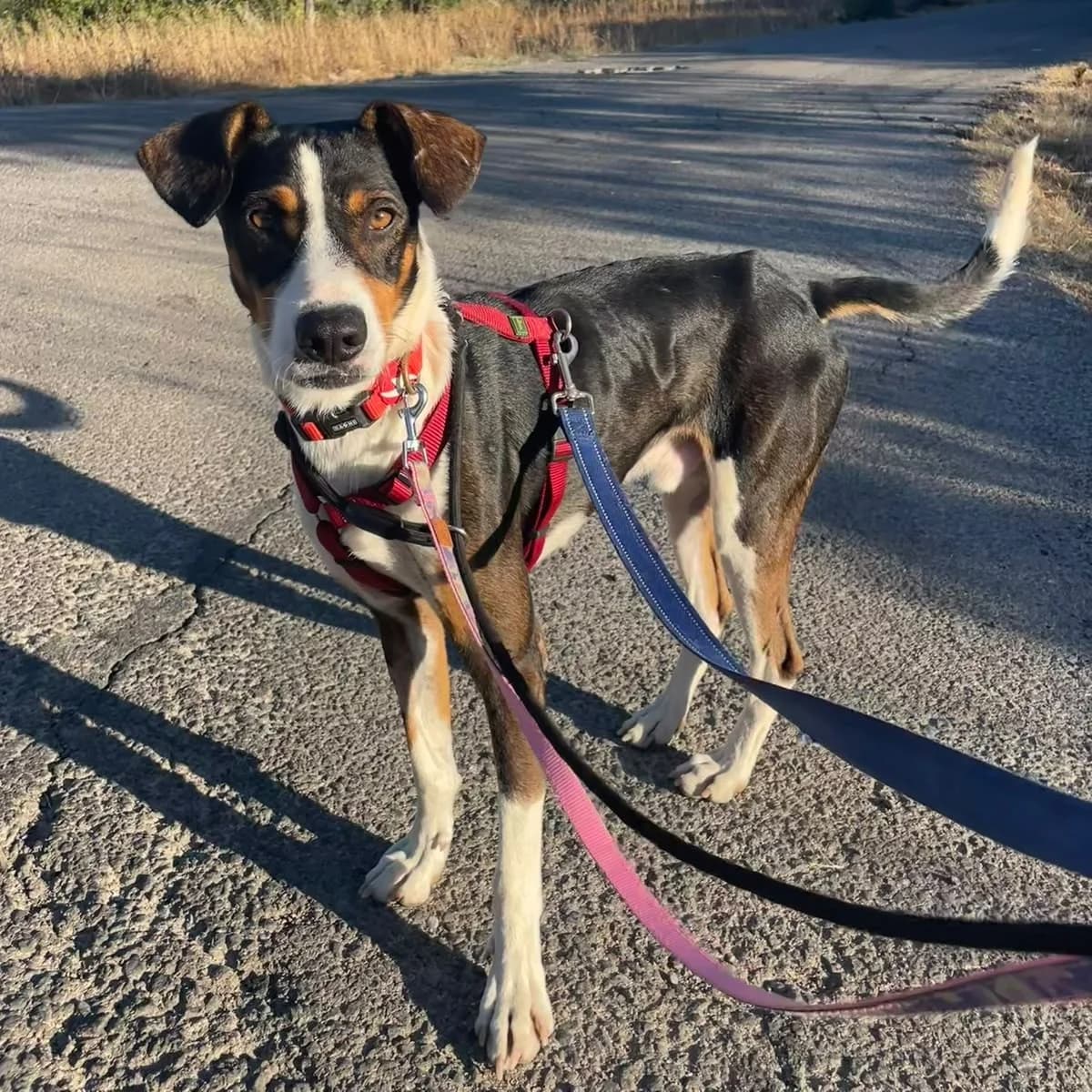 Januário, male Mixed Breed for adoption at Animal Rescue Algarve, Faro