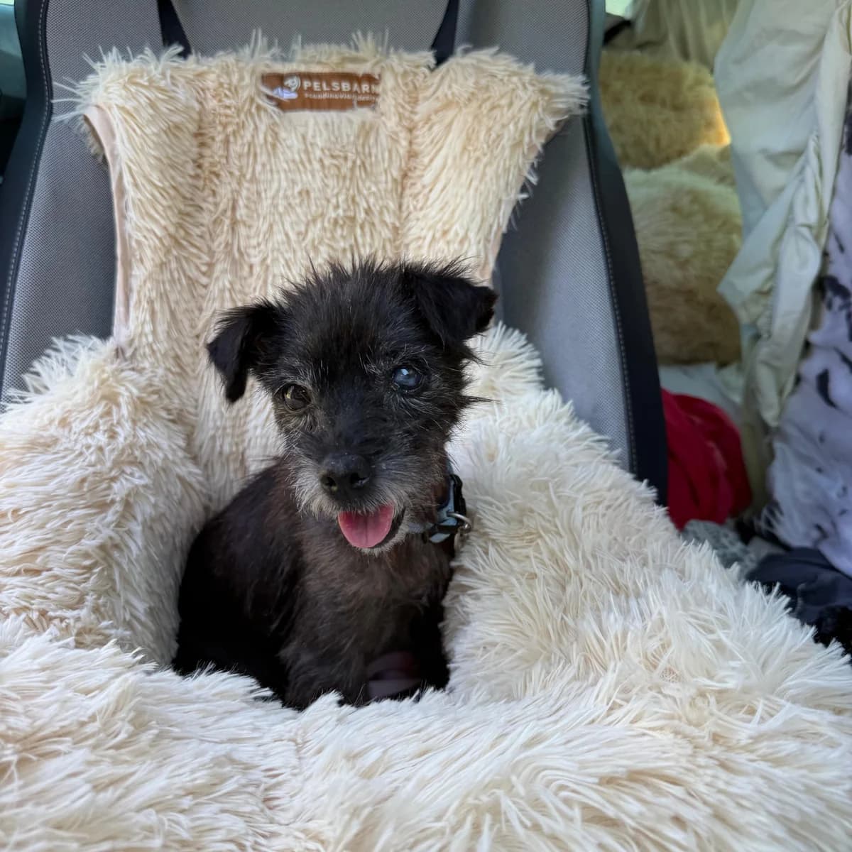 Jigajoga, female Mixed Breed for adoption at Animal Rescue Algarve, Faro
