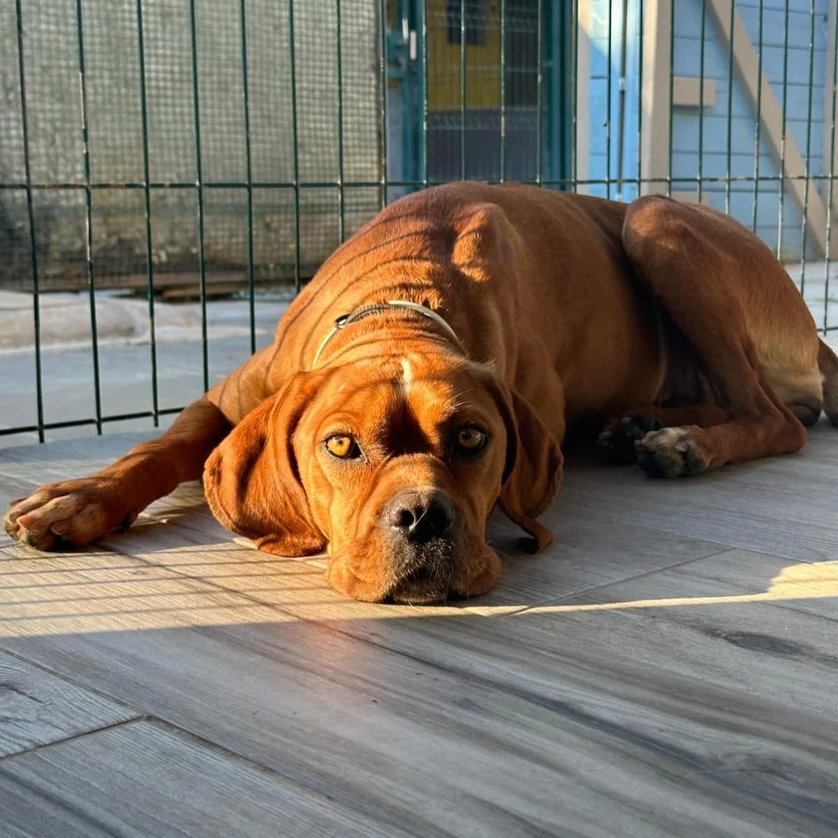 Jungle, female Mixed Breed for adoption at Animal Rescue Algarve, Faro