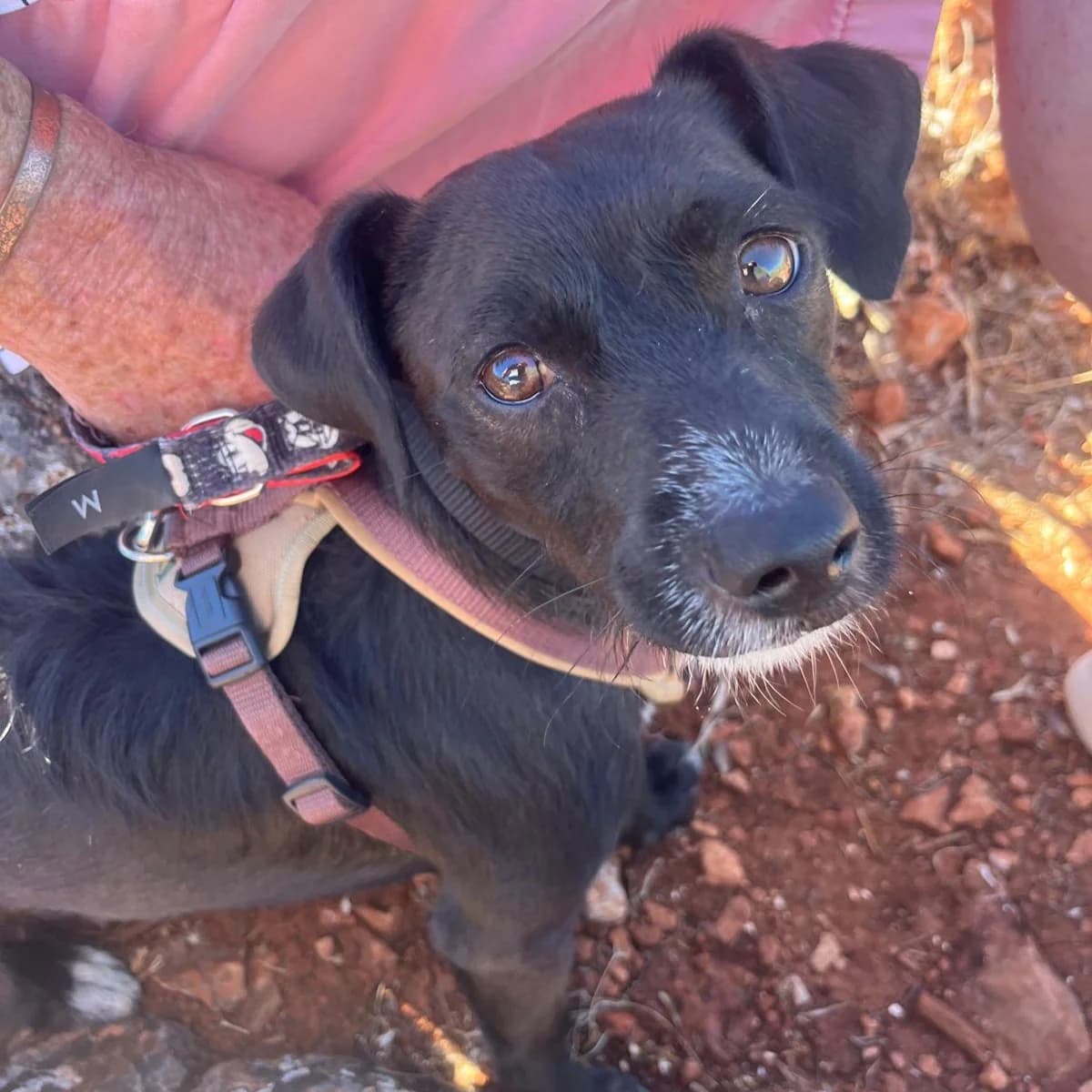 Ketchup, male Mixed Breed for adoption at Animal Rescue Algarve, Faro