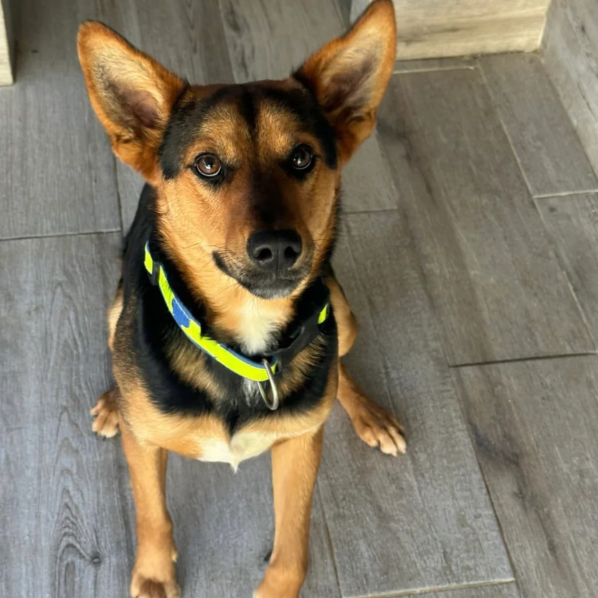 Koko Loko, male Mixed Breed for adoption at Animal Rescue Algarve, Faro