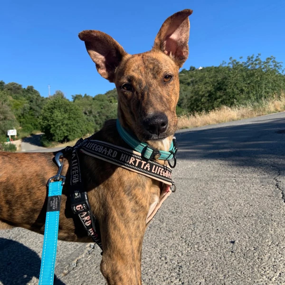 Limonada, female Mixed Breed for adoption at Animal Rescue Algarve, Faro