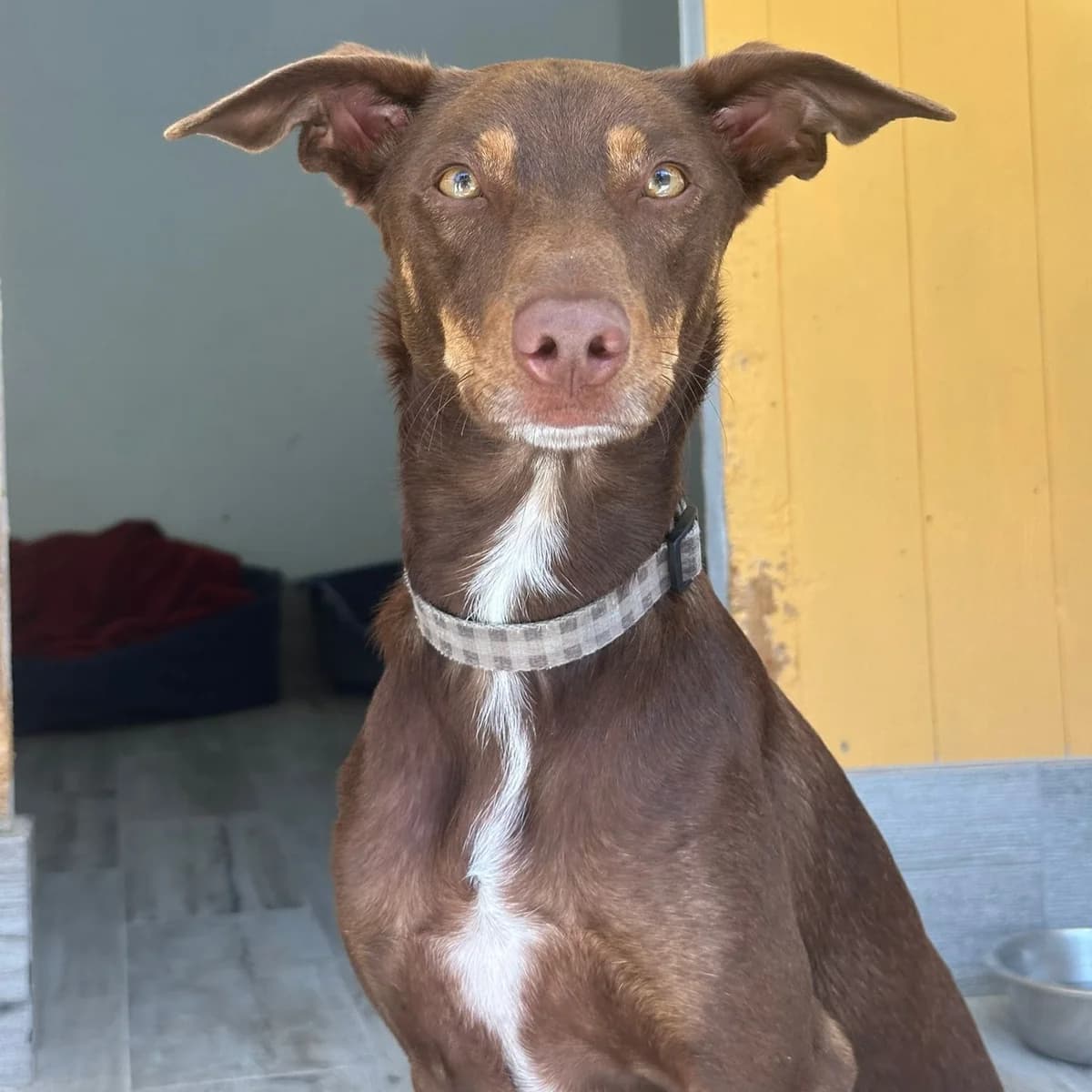LinkedIn, male Mixed Breed for adoption at Animal Rescue Algarve, Faro