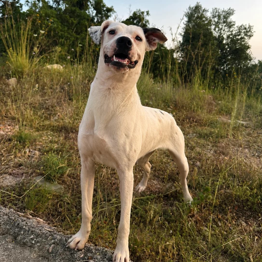 Manteiga, female Mixed Breed for adoption at Animal Rescue Algarve, Faro