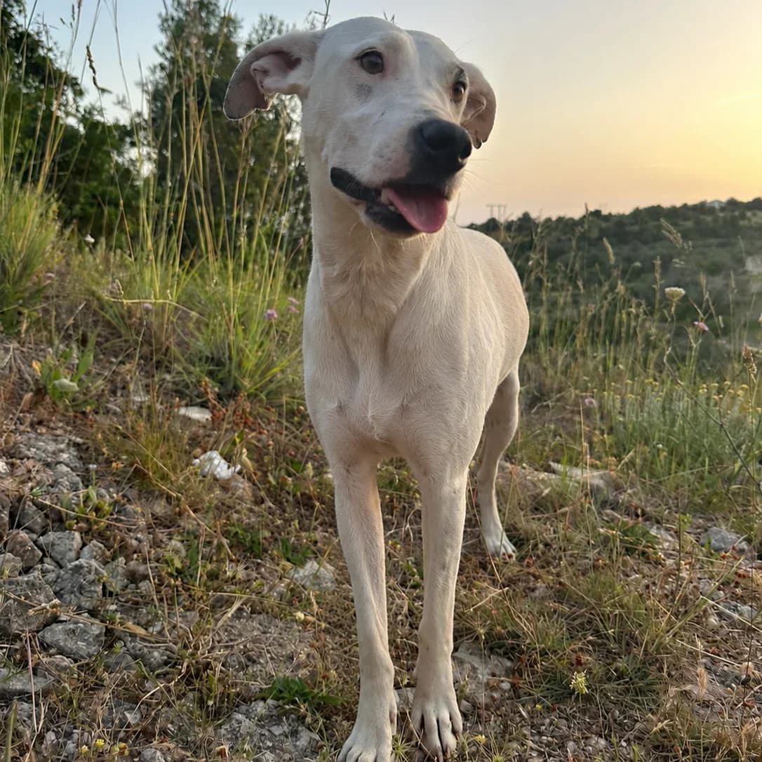 Margarina, female Mixed Breed for adoption at Animal Rescue Algarve, Faro