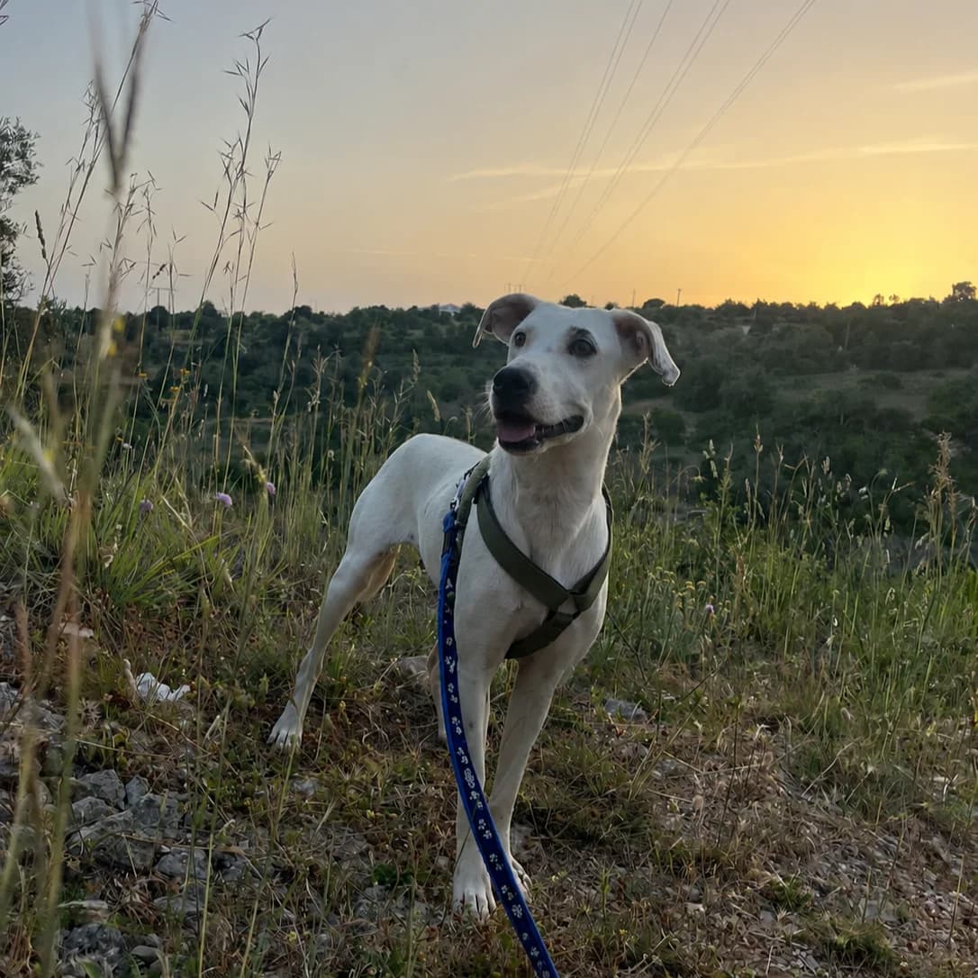 Margarina, female Mixed Breed for adoption at Animal Rescue Algarve, Faro
