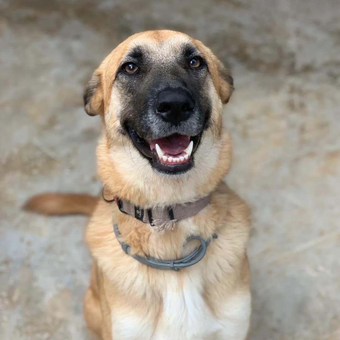 Mayra, female 6yo Mixed Breed for adoption at Animal Rescue Algarve, Faro