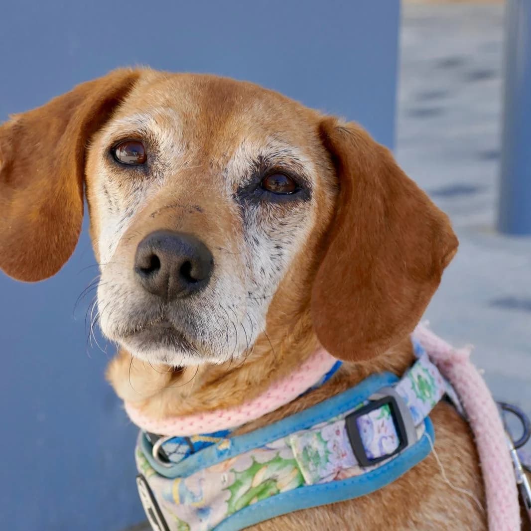 Mestre, male Mixed Breed for adoption at Animal Rescue Algarve, Faro