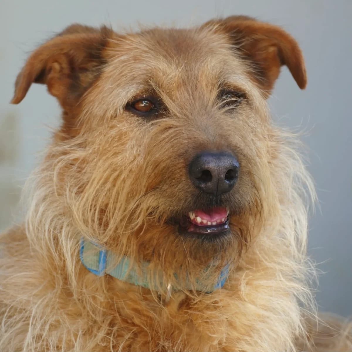 Mimsaj, male Mixed Breed for adoption at Animal Rescue Algarve, Faro