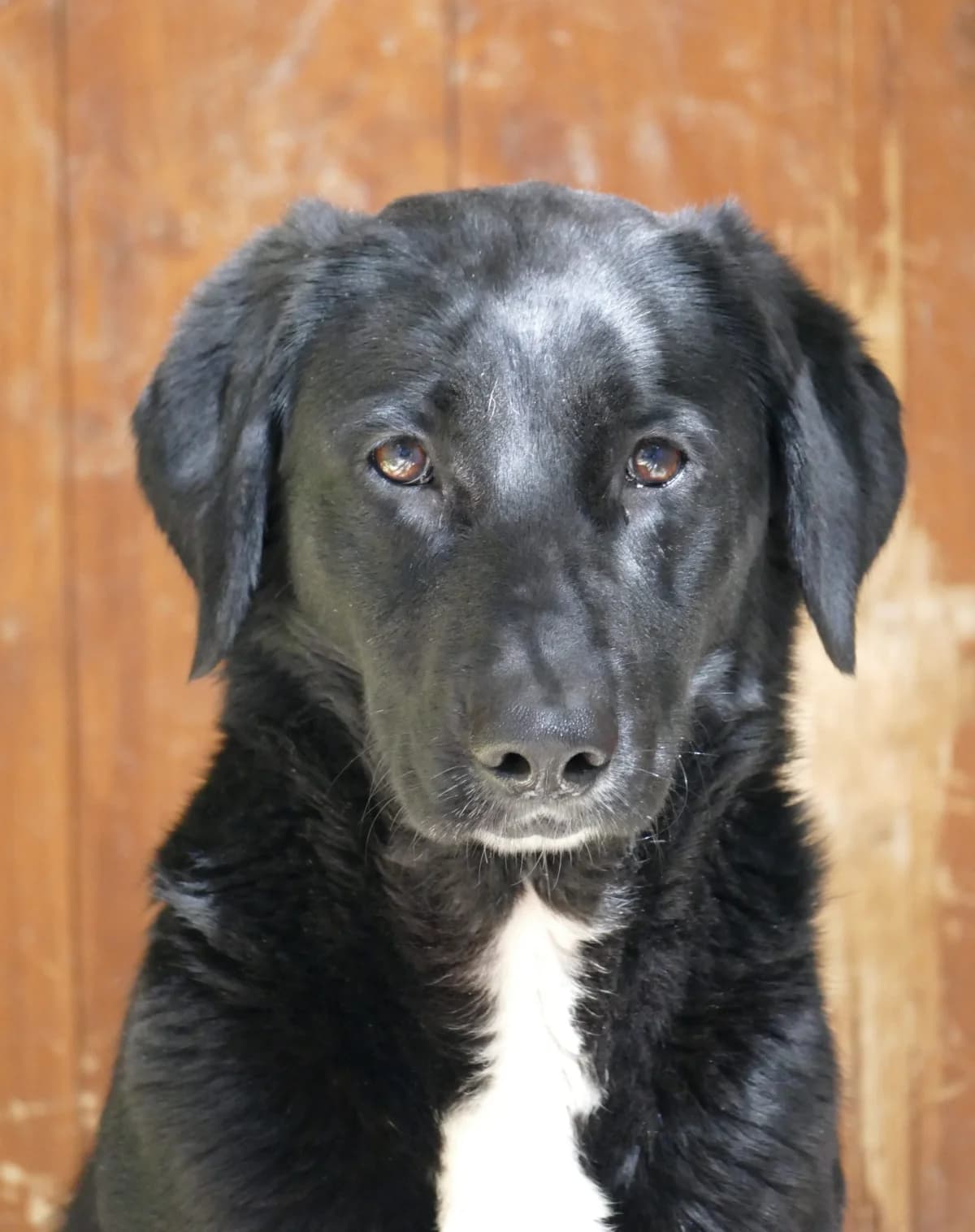Monalisa, female Mixed Breed for adoption at Animal Rescue Algarve, Faro