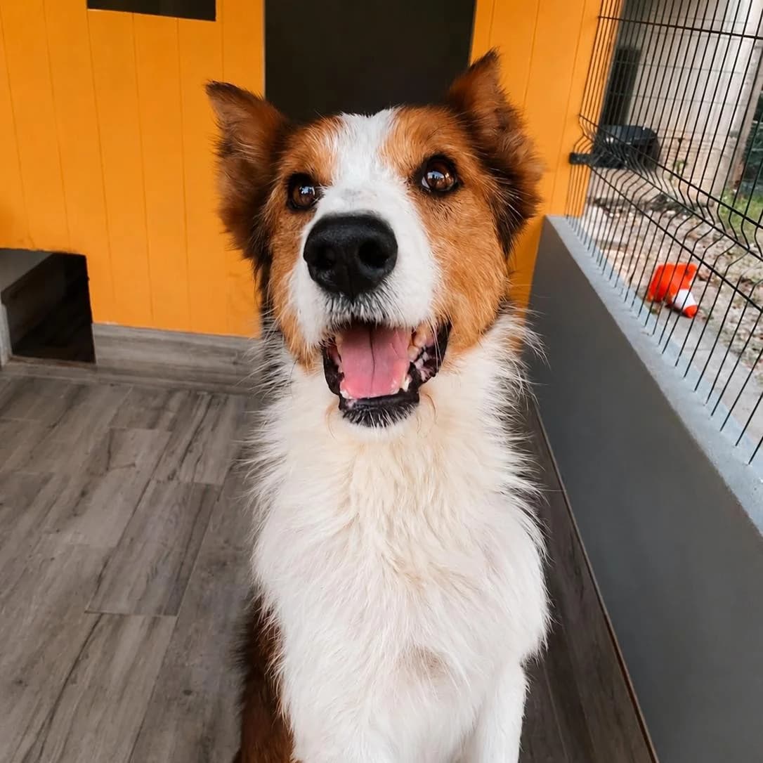 Museu, male Mixed Breed for adoption at Animal Rescue Algarve, Faro