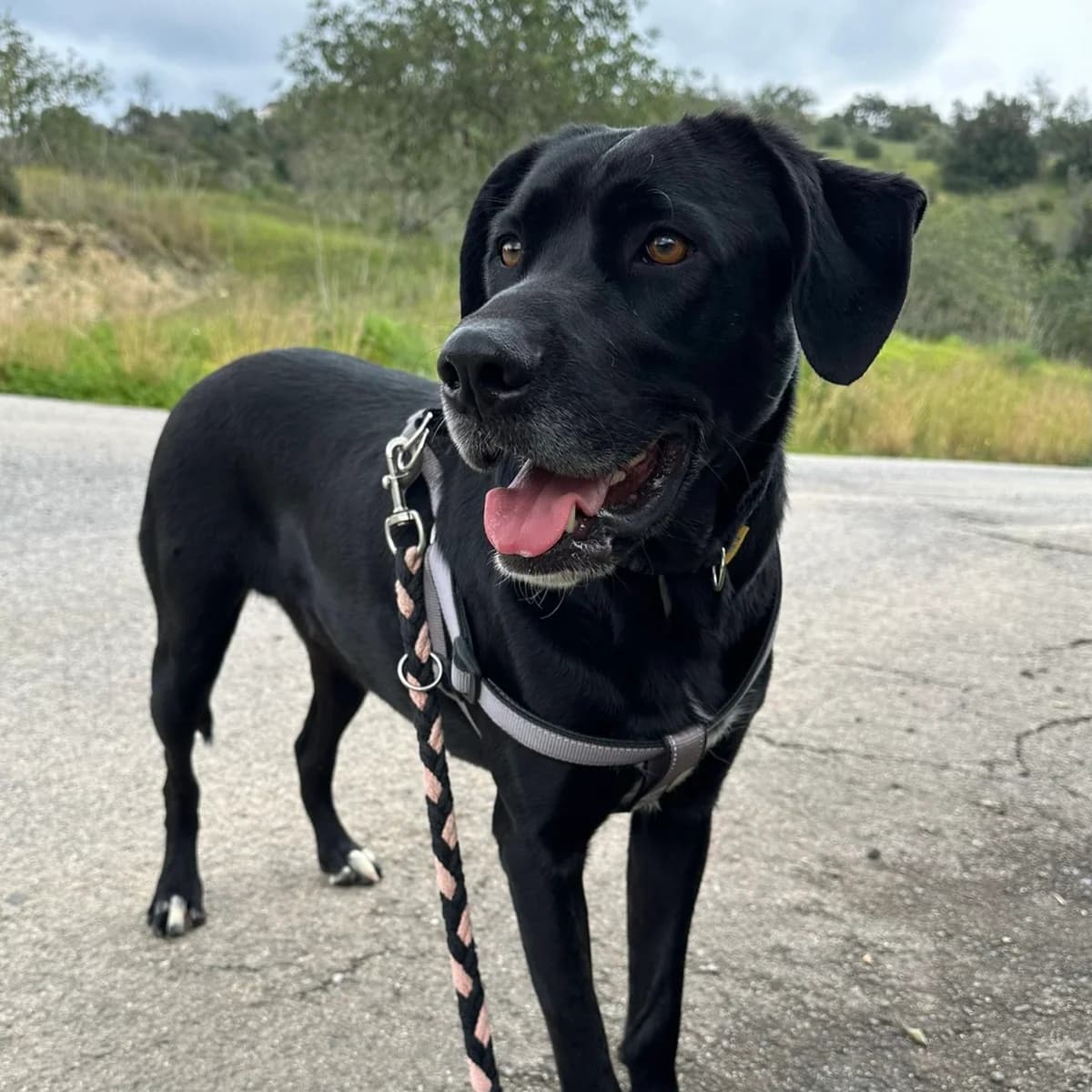 Nélio, male Mixed Breed for adoption at Animal Rescue Algarve, Faro
