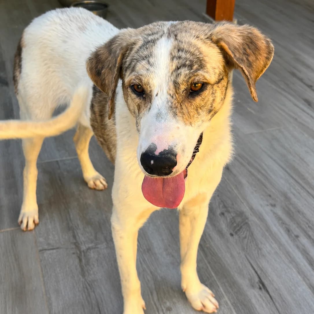 Paparazzi, male Mixed Breed for adoption at Animal Rescue Algarve, Faro