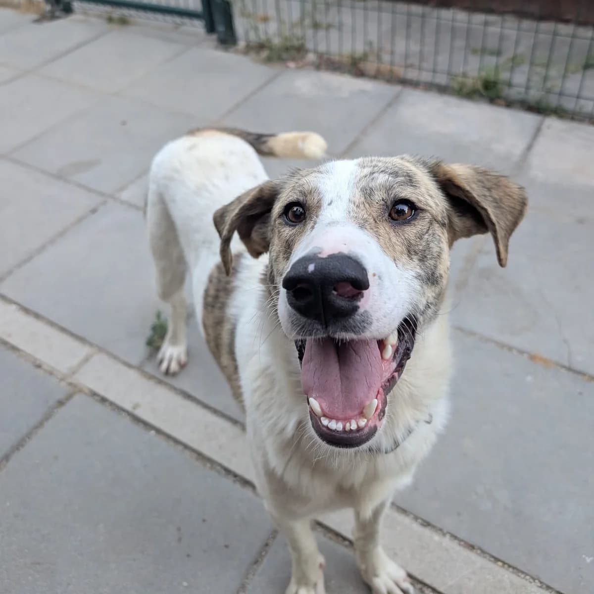 Paparazzi, male Mixed Breed for adoption at Animal Rescue Algarve, Faro