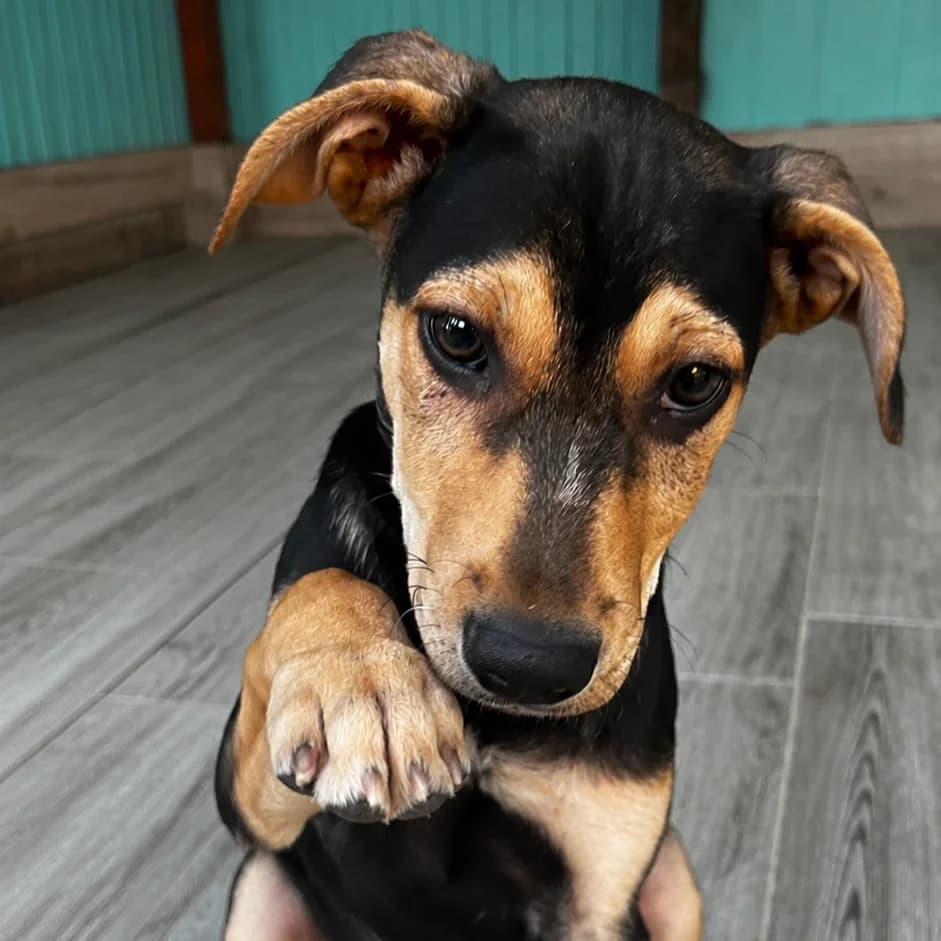 Pastel, male Mixed Breed for adoption at Animal Rescue Algarve, Faro