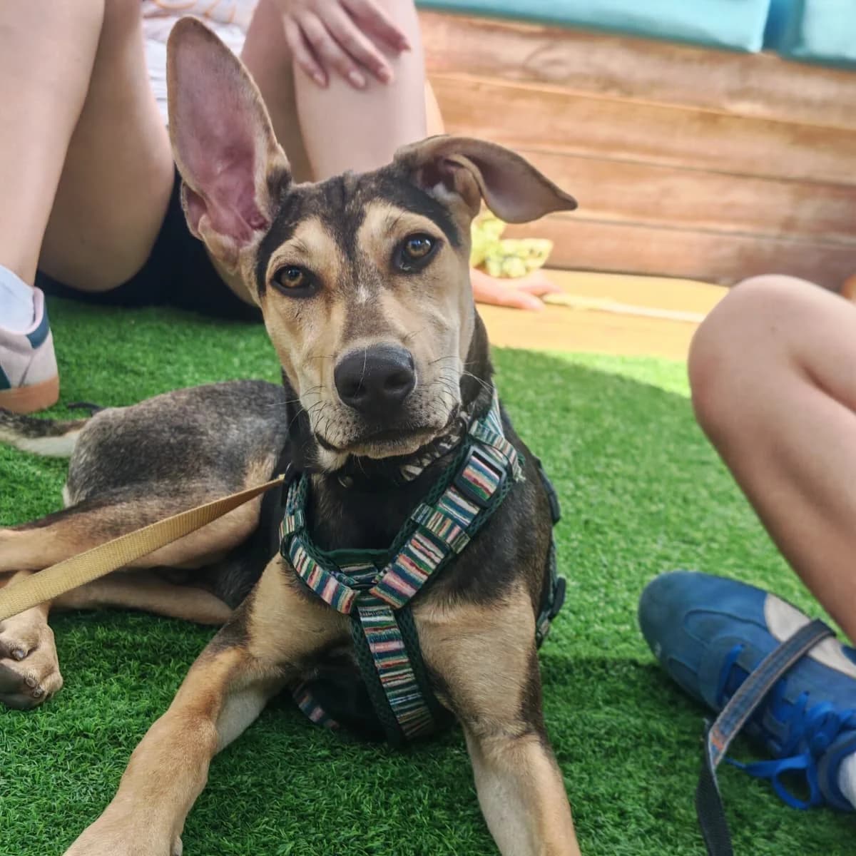 Pastel, male Mixed Breed for adoption at Animal Rescue Algarve, Faro