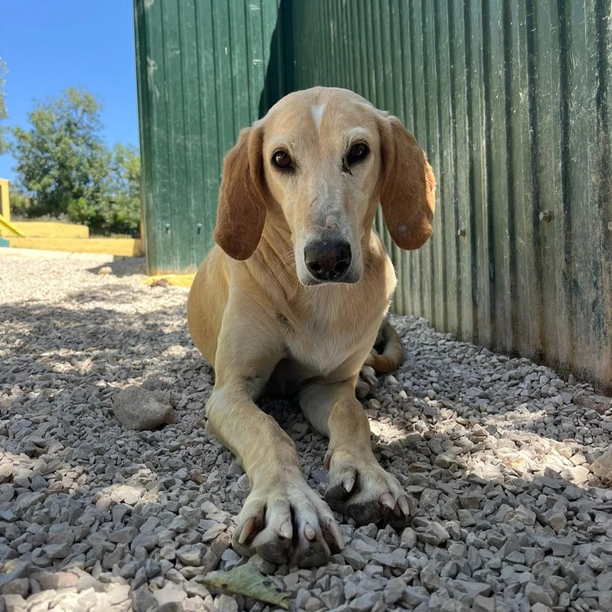 Pompeia, female Mixed Breed for adoption at Animal Rescue Algarve, Faro