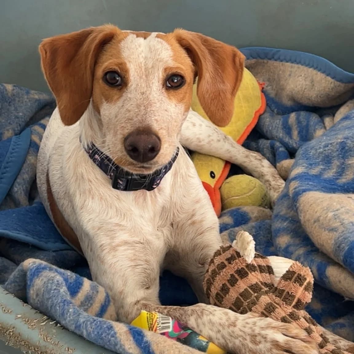 Tarte, female Mixed Breed for adoption at Animal Rescue Algarve, Faro