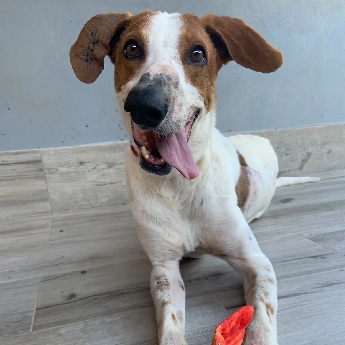 Twist, male Mixed Breed for adoption at Animal Rescue Algarve, Faro