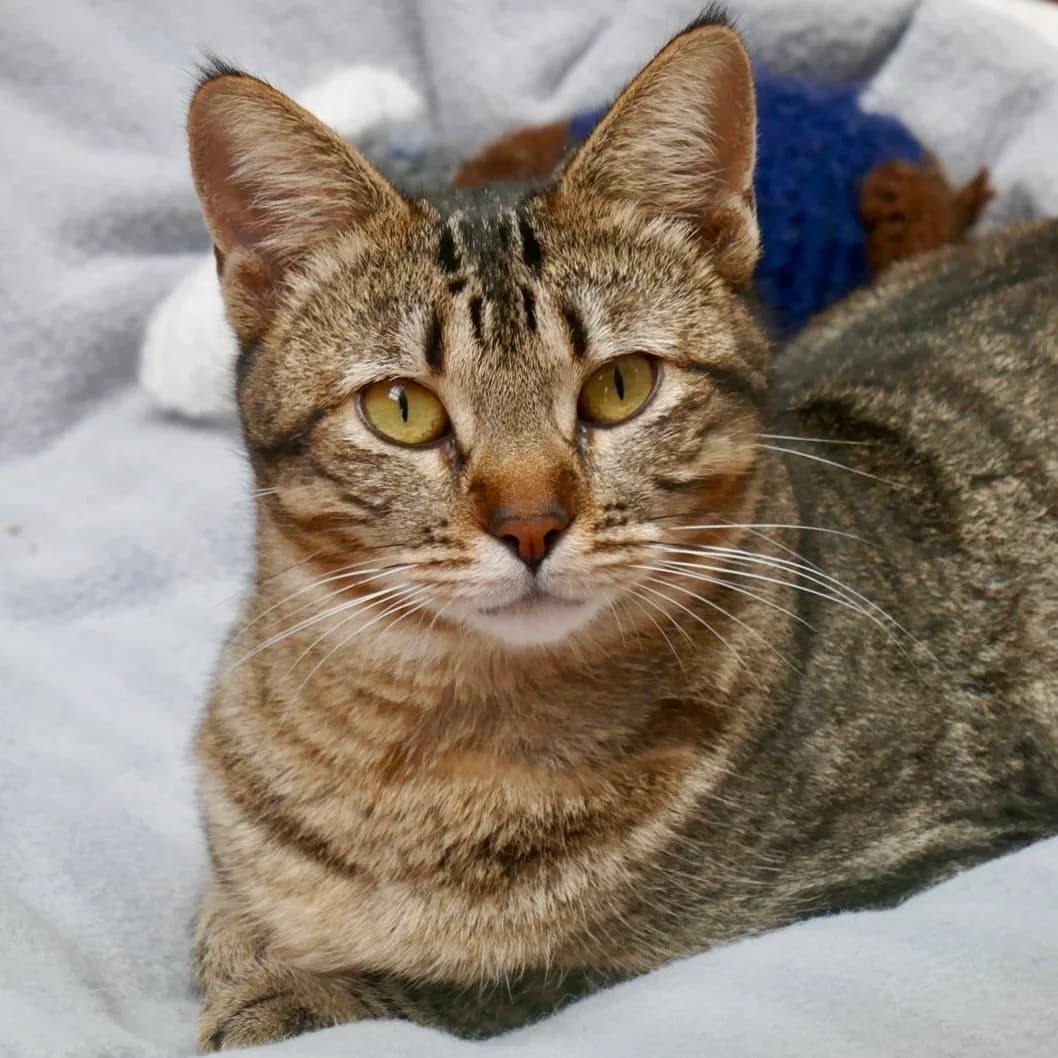 Venezuela, female Mixed Breed for adoption at Animal Rescue Algarve, Faro