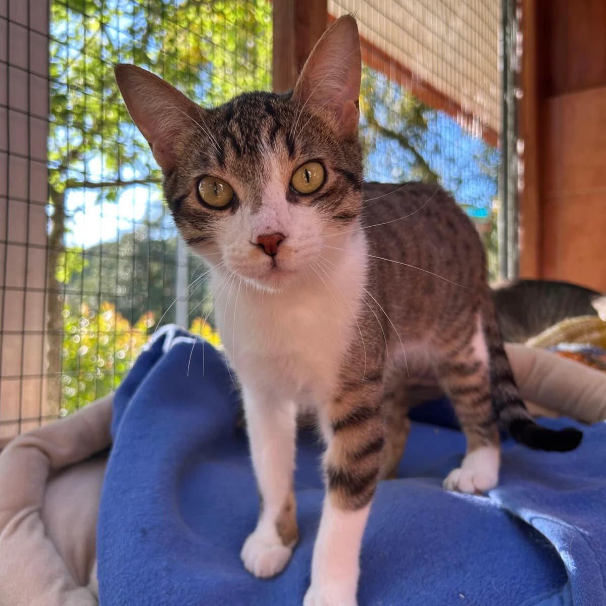Vizir, male Mixed Breed for adoption at Animal Rescue Algarve, Faro
