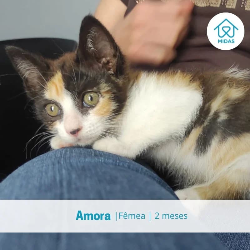 Olivia, female puppy Mixed Breed for adoption at Associacao Midas