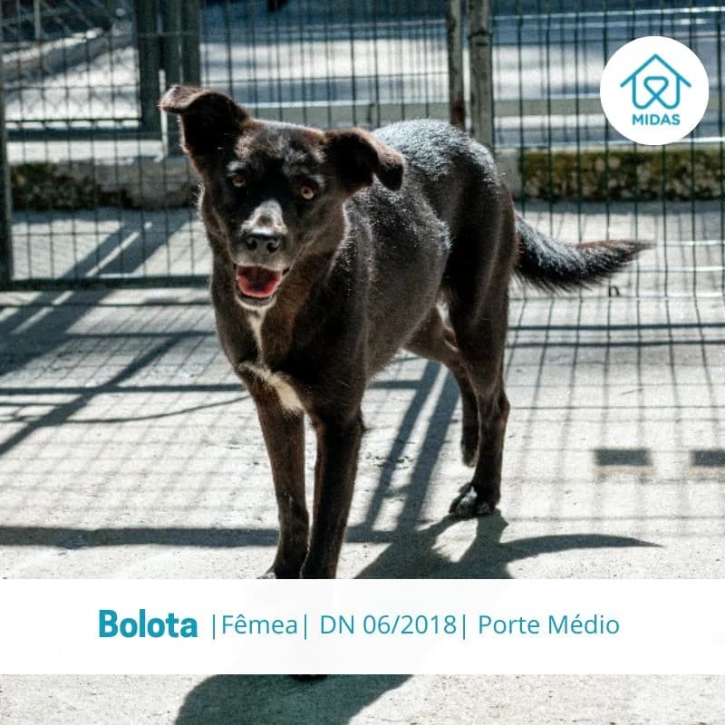 Bolota, female senior Mixed Breed for adoption at Associacao Midas