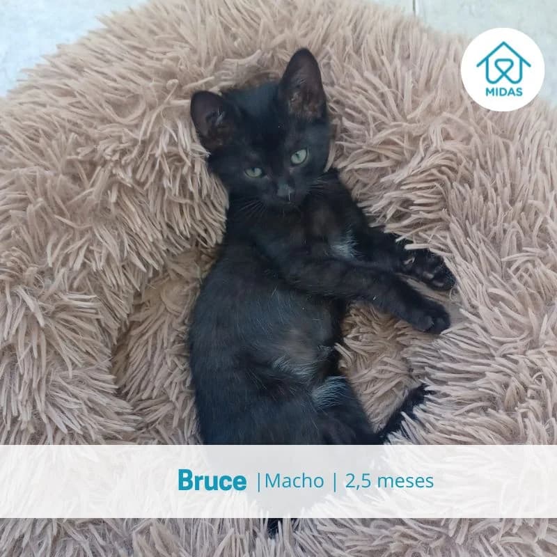 Bruce, male puppy Mixed Breed for adoption at Associacao Midas